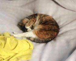 Charlie - calico tabby cat for adoption in boston ma 2