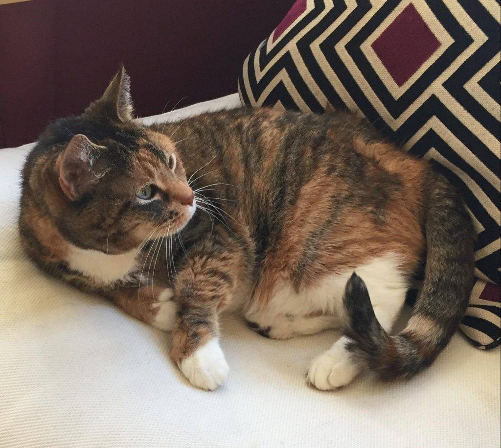 Charlie - Calico Tabby Cat For Adoption in Boston MA 2