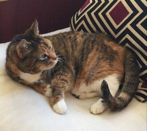 Charlie - calico tabby cat for adoption in boston ma 2