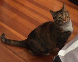 Charlie - calico tabby cat for adoption in boston ma 2