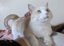 Charlie Devon Rex Cat For Adoption In Seattle WA 5
