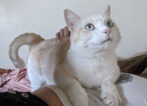 Devon rex cat for adoption in seattle wa – supplies included – adopt charlie