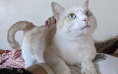 Devon rex cat for adoption in seattle wa – supplies included – adopt charlie