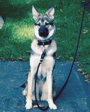 Charlie - German Shepherd Siberian Husky For Adoption Brantford ON 3