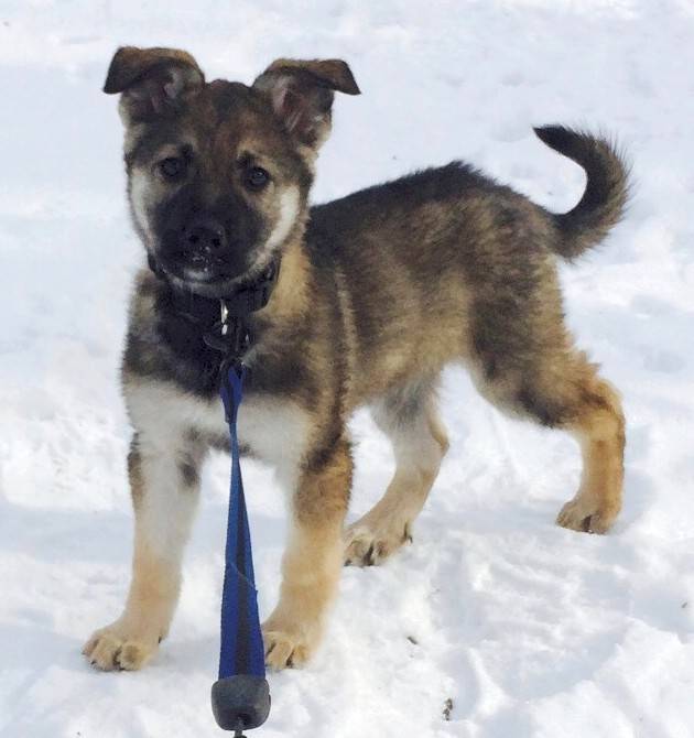 Charlie - german shepherd siberian husky for adoption in brampton on 2