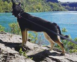 Charlie - german shepherd siberian husky for adoption in mississauga on
