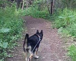 Charlie - german shepherd siberian husky for adoption in mississauga on