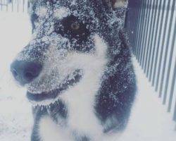 Charlie - german shepherd siberian husky for adoption in mississauga on
