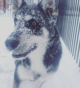 Charlie - german shepherd siberian husky for adoption in mississauga on
