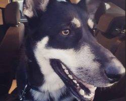 Charlie - german shepherd siberian husky for adoption in mississauga on