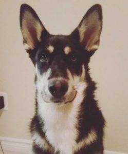 Mississauga on – f german shepherd siberian husky mix dog for adoption – adopt 1 yo charlie today