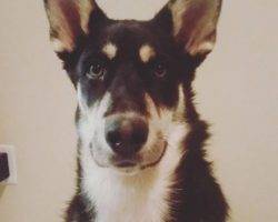 Charlie - german shepherd siberian husky for adoption in mississauga on