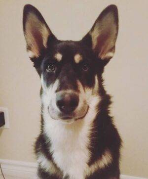Charlie - German Shepherd Siberian Husky For Adoption In Mississauga ON