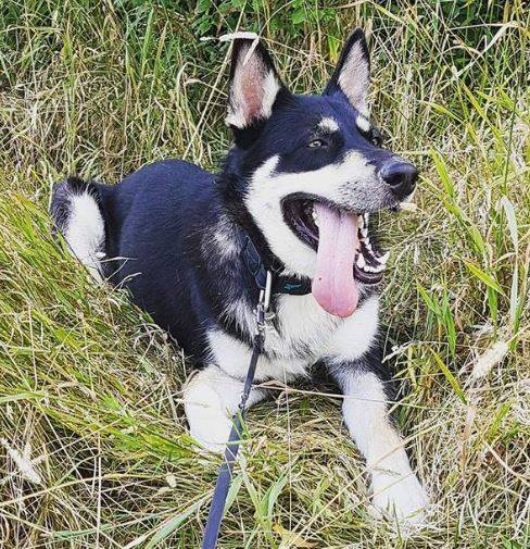 Charlie - german shepherd siberian husky for adoption in mississauga on