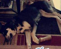 Charlie - german shepherd siberian husky for adoption in mississauga on