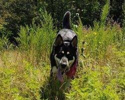 Charlie - german shepherd siberian husky for adoption in mississauga on