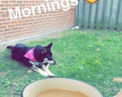 Charlie - german shepherd siberian husky for adoption in mississauga on