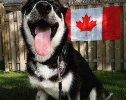 Charlie - german shepherd siberian husky for adoption in mississauga on