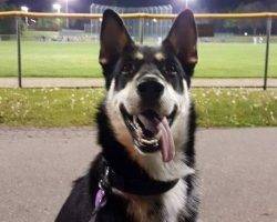 Charlie - german shepherd siberian husky for adoption in mississauga on
