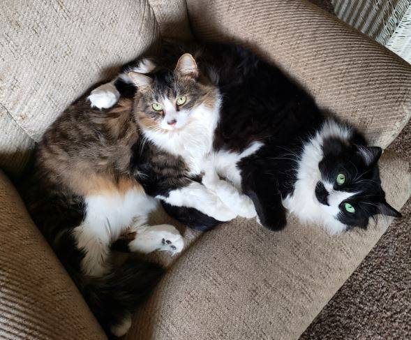 Stunning Bonded Maine Coon and Ragdoll Mix Cats For Private Adoption in Reno NV
