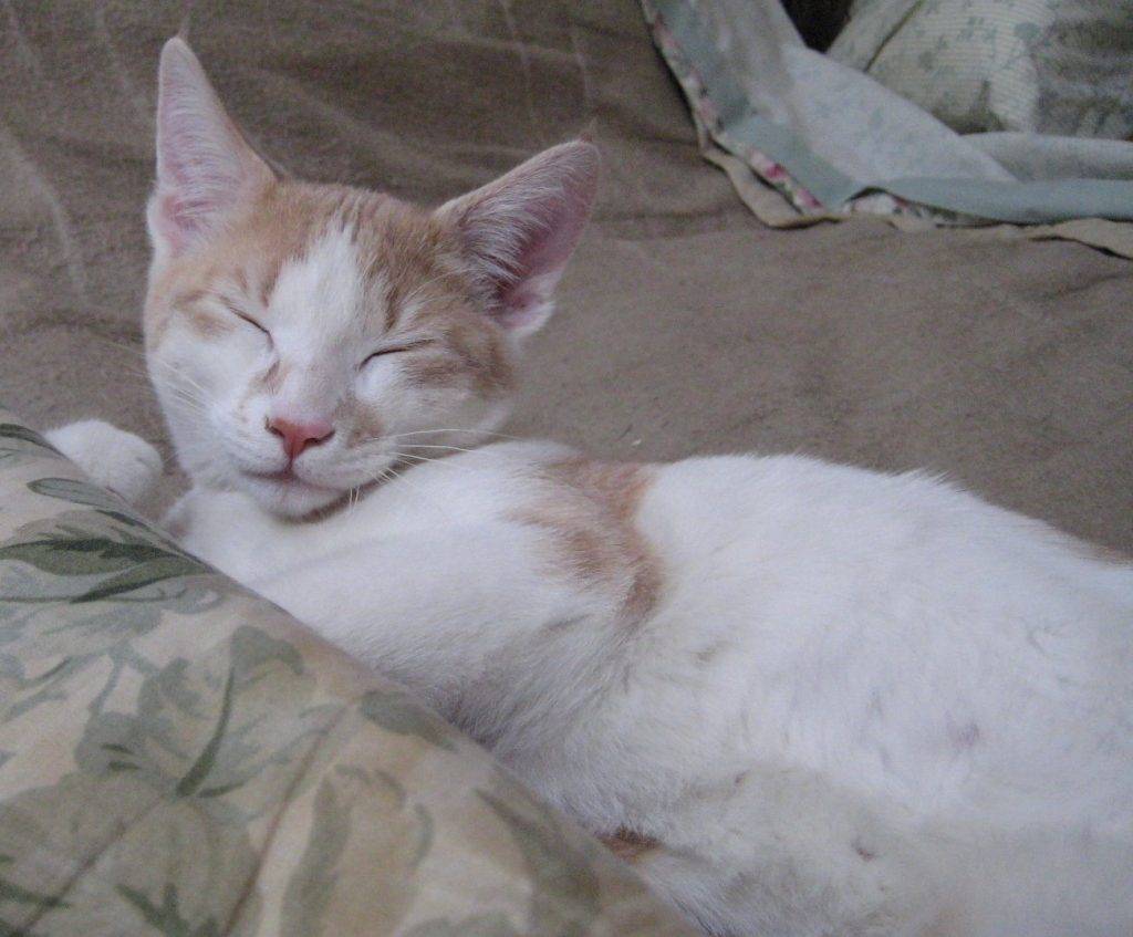 Charlie orange tabby cat adoption va 2