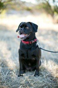 Puggle adopted in San Diego ca