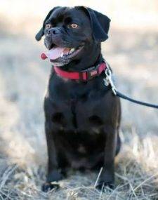SURRENDERED TO RESCUE – Charlie – Precious Puggle In San Diego
