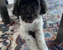 Charlie, a schnoodle for adoption in edmonton