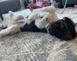 Charlie schnoodle adoption edmonton 1