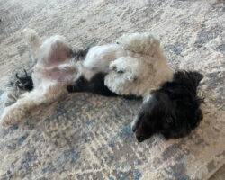 Charlie schnoodle adoption edmonton 1