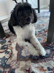 Charlie Schnoodle Adoption Edmonton 1