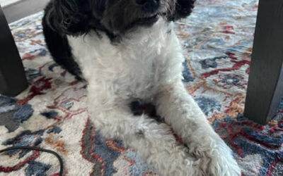 ADOPTED – Schnoodle in Edmonton AB – Meet Charlie