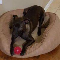 Charlie Terrier Mix For Adoption Austin Texas 2