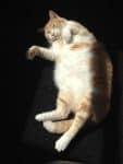 Jacksonville FL – Adorable Orange Tabby Cat Pair For Private Adoption – Adopt Charlie and Shadow