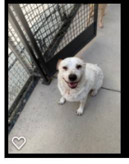 Richardson TX – English Springer Spaniel Lab Terrier Mix Dog For Private Adoption – Meet Charlie