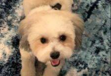 Chase Bichon Frise Havanese Dog Adoption Smyrna Atlanta GA 1