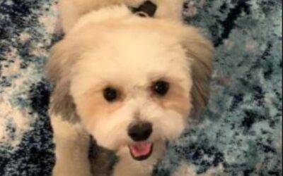 Bichon frise havanese mix dog for adoption atlanta smyrna georgia – supplies included – adopt chase