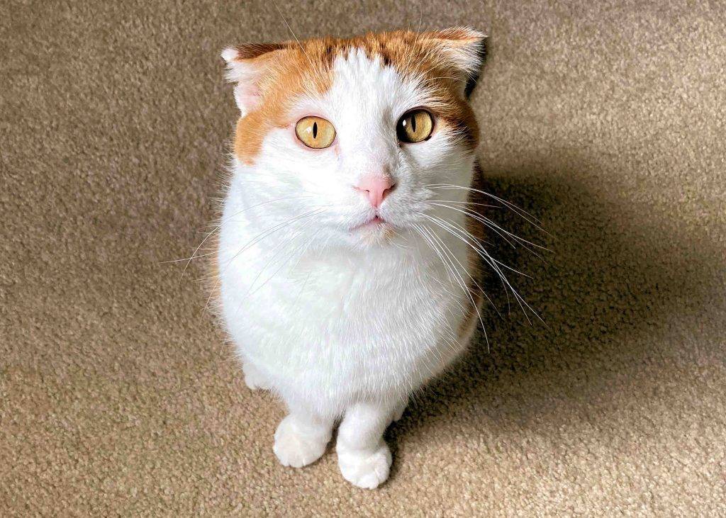 Chase orange tabby scottish fold cat adopted stow ohio 3