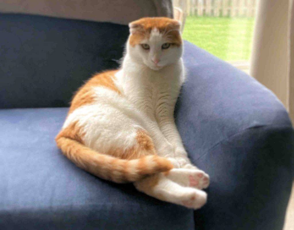 Chase orange tabby scottish fold cat adopted stow ohio 3