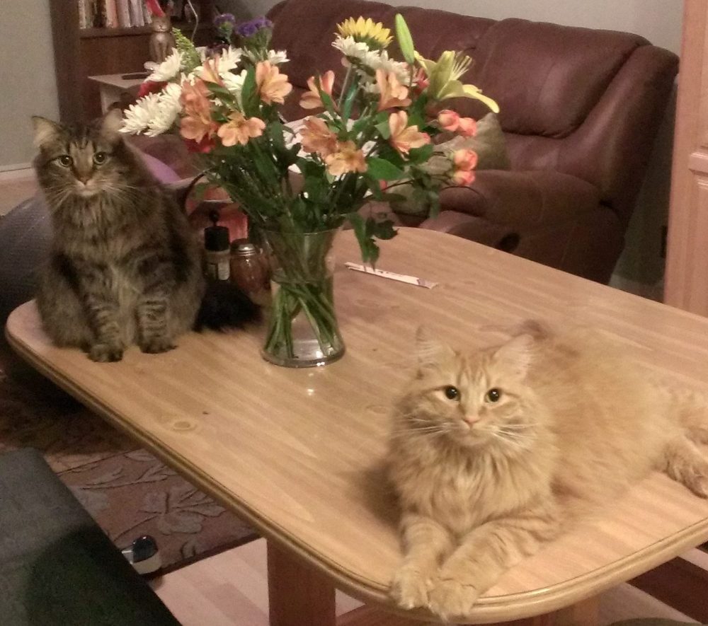 Bonded Declawed Maine Coon Cats For Private Adoption Gaithersburg