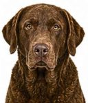 Chesapeake Bay Retriever large dog breed portrait for adoption and rehoming