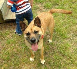 Carolina dog mix for adoption near augusta ga – adopt chester today!