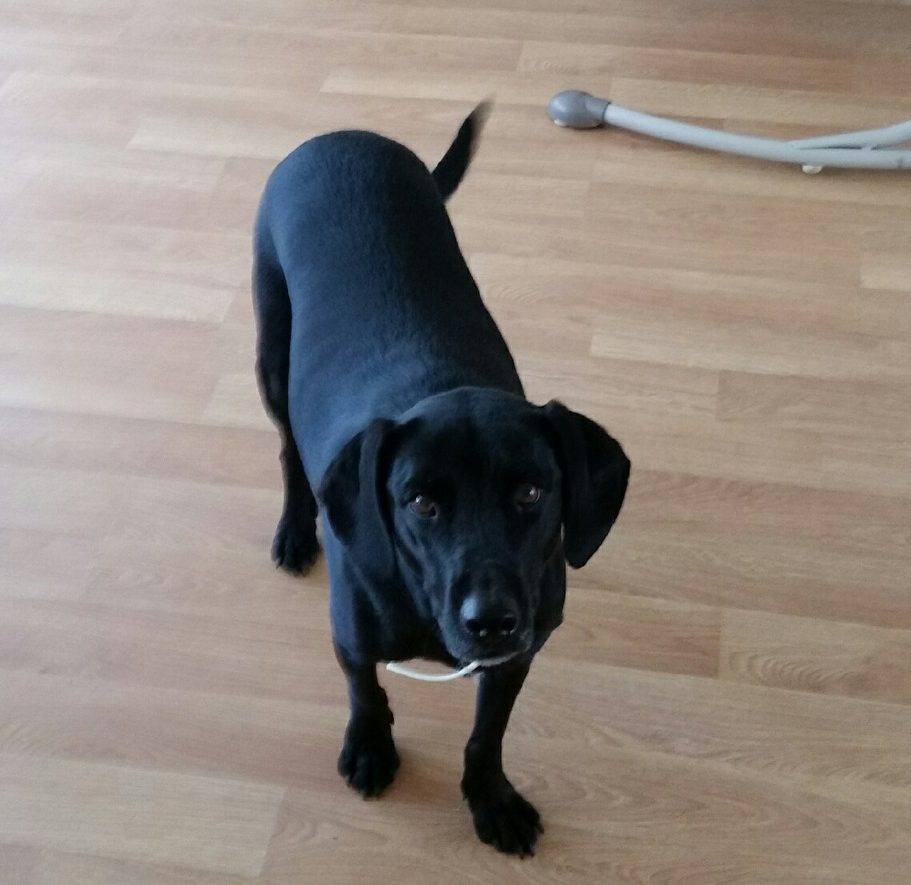 REHOMED – Cheyenne – Lab/Dachshund Mix in Falls Village, CT