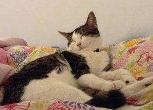Chiba ragdolll mix cat for adoption in calgary