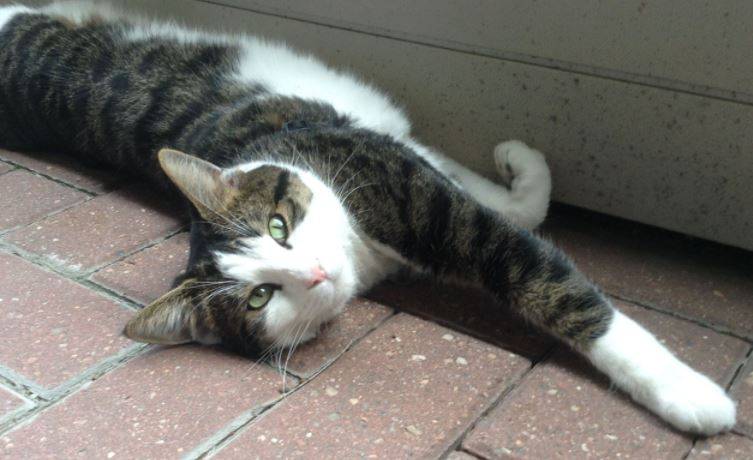 Chiba - ragdoll mix cat for adoption in calgary ab 18