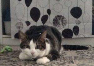 Chiba ragdolll mix cat for adoption in calgary