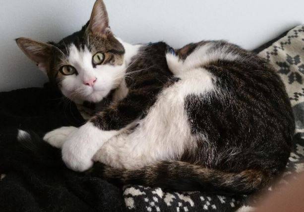 Chiba - Ragdoll Mix Cat For Adoption in Calgary AB 18