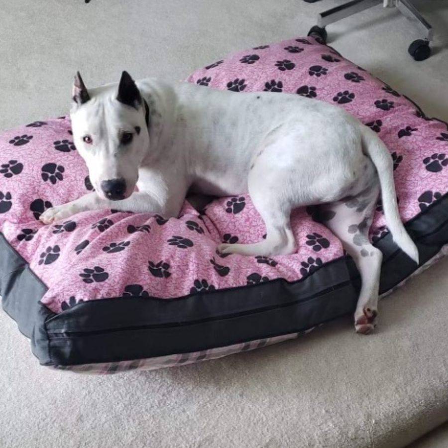 Chico bull terrier puppy for adoption in houston texas