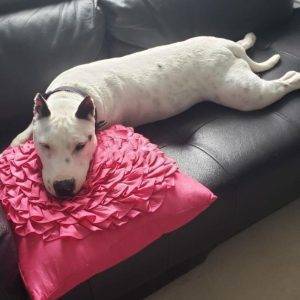 Bull terrier for adoption in houston tx – supplies included – adopt chico