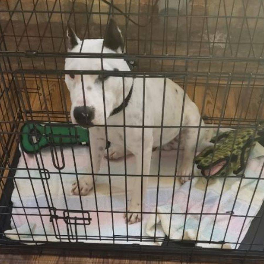 Chico bull terrier puppy for adoption in houston texas